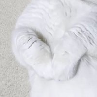 前足のアップ