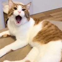 あくびをする茶トラ白猫