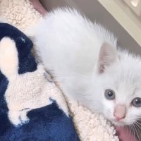 上目遣いの子猫