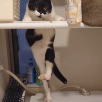 足を上げる猫1