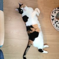 前足を折り曲げて床に横になる猫