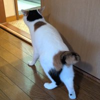 お風呂をのぞく猫の後ろ姿