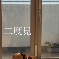 窓際にいるカメラ目線の猫