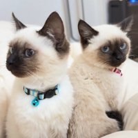 布団の上に乗っている2匹の子猫