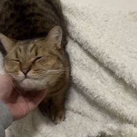 猫を撫でている写真