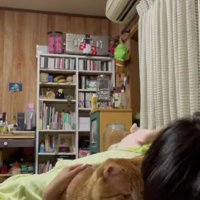 ベッドに入る猫と飼い主