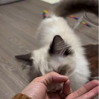 手のひらの上におやつを乗せた人とおやつを食べようとしている猫