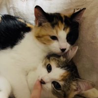 ボランティアさんと人馴れ訓練をする2匹の三毛猫