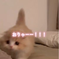 カメラに向かって走る子猫