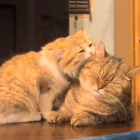 じゃれる2匹の猫