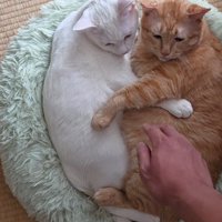 くっついている2匹の猫