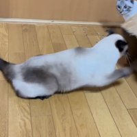 ダンボールに戻る猫
