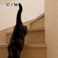 颯爽と下りる猫