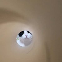 キッチンペーパーの芯の向こうにいる猫