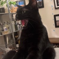 腕を下ろした飼い主に向かって威嚇している猫