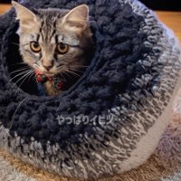 猫ハウスの中に潜るキジトラ猫