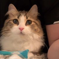 人と一緒に寝そべる猫