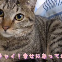 前足を畳んで座る子猫