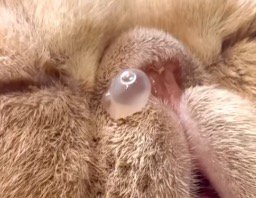 猫の鼻についた鼻ちょうちん