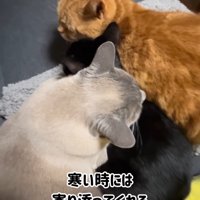寄り添う3匹の猫