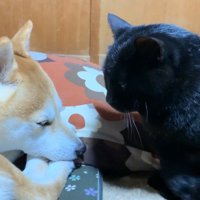 向き合うふたり(少し目を開けた姿)