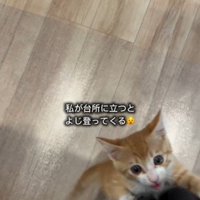 人の足によじ登っている子猫