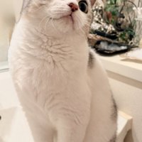 首をかしげてピシッと座っているマンチカン