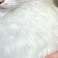 子猫の毛並み