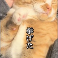 ママに耳掃除されながら右手を挙げるマンチカン