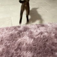 ボールを追いかける猫