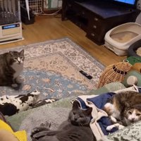 口を開けたソファ右側の猫と口を閉じた2匹の猫