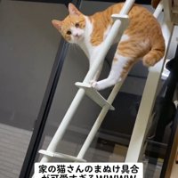 困り顔の猫