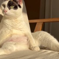 足を広げて座る猫