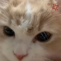 目を見開く猫