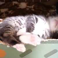 眠る姿