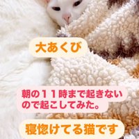 布団を被って女性を見つめる猫