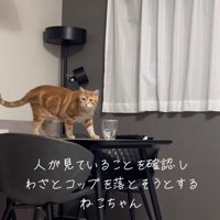 テーブルの上に乗ってカメラの方を見ている猫（体勢低め）