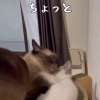 添い寝をしている大人の猫と子猫