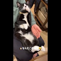 なんだこの猫は