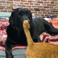 しっぽをあてるコウ君
