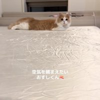 両手両足を伸ばしてベッドに伏せるカメラ目線の猫