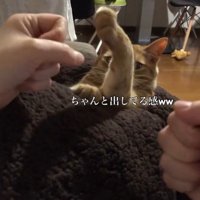 「最初はグー」と言う飼い主