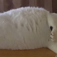 猫のお腹