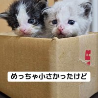 箱から顔を出す子猫たち