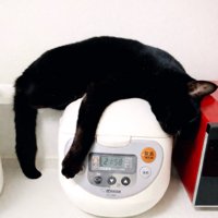 だらんとする黒猫