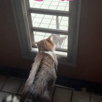 ドア越しに向かい合う2匹の猫