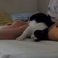 人のひざの上で横になる猫