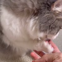 飼い主の指を舐める猫