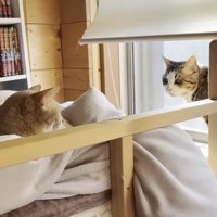 窓枠を歩く猫ちゃん