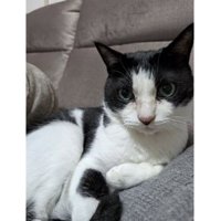 室内にいる猫